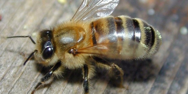 "Європа – це добре, але є внутрішній споживач": чому прикарпатські бджолярі не продають мед у ЄС 3