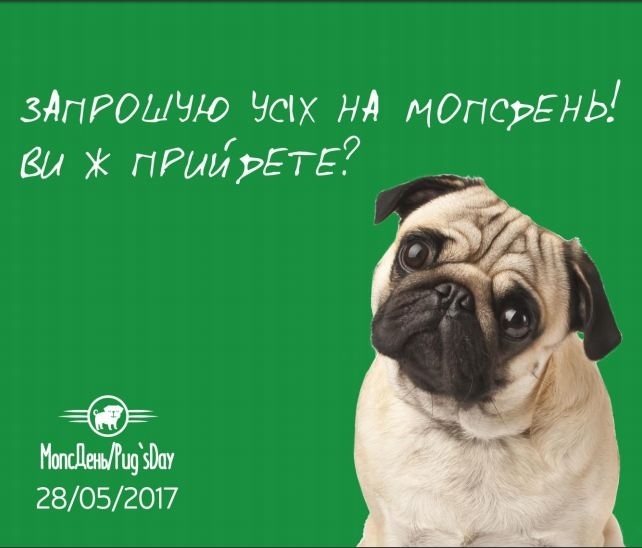 Мопсики збираються потусуватись: в Івано-Франківську пройде фестиваль милих собачих мордяк