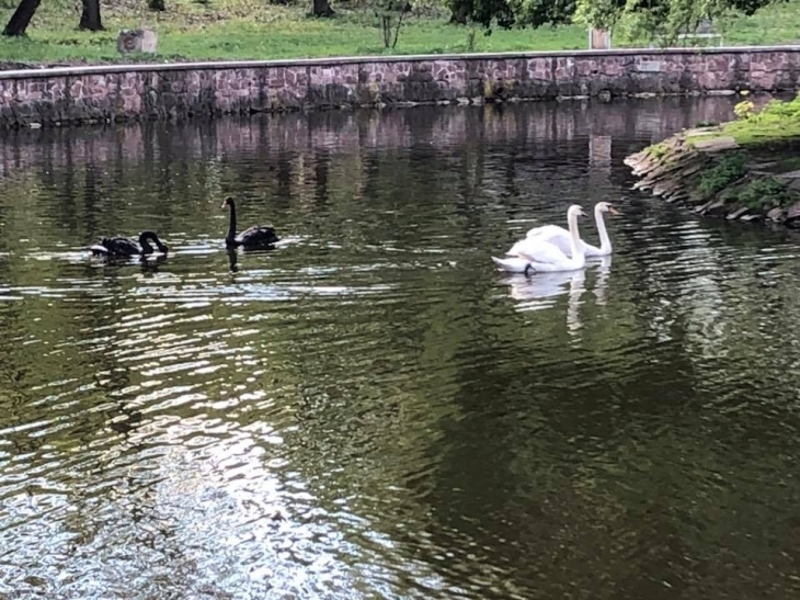 Результат пошуку зображень за запитом "озеро з лебедями в івано-франківському парку"