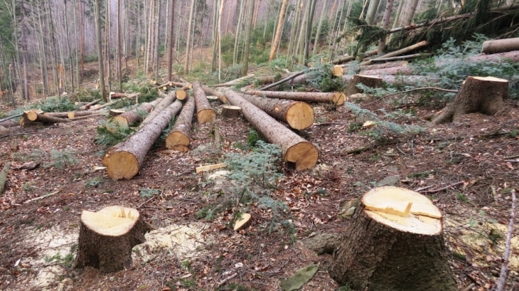 вырубка деревьев на собственном участке
