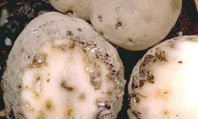 У двох селах Івано-Франківщини запровадили карантин через паразитів на картоплі