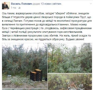 В поймі Пруту на Надвірнянщині заїжджі браконьєри знищили більше півсотні дерев цінної лікарської породи. ФОТО 1