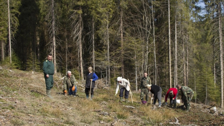 Як рубати ліс, щоб Карпати не лисіли: досвід Європи для українських лісівників 2