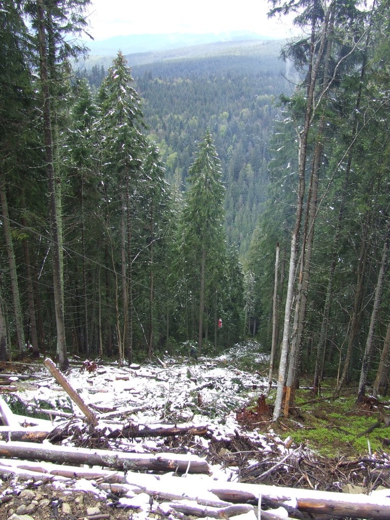 Як рубати ліс, щоб Карпати не лисіли: досвід Європи для українських лісівників 1