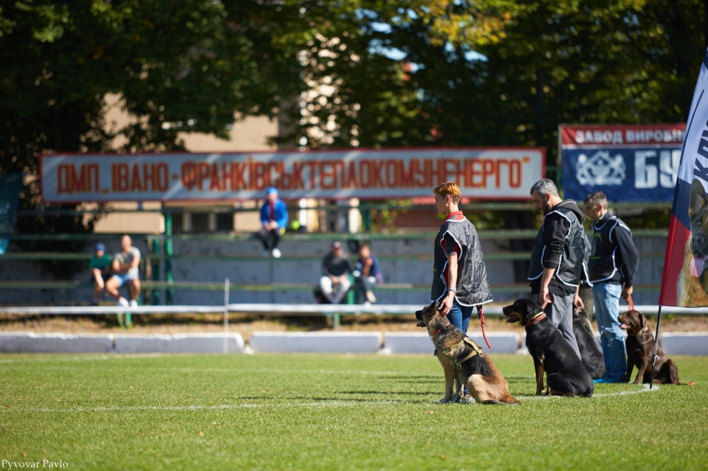 В Івано-Франківську 120 песиків взяли участь у виставці собак 4