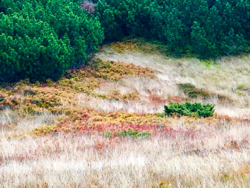 Неймовірні фото осінніх Карпат показали в мережі 2