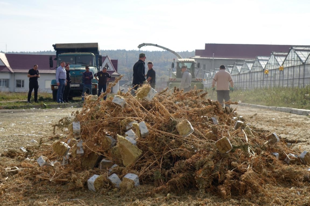 На Косівщині поліцейські знищили рекордну плантацію коноплі, яку виявили минулого місяця 1