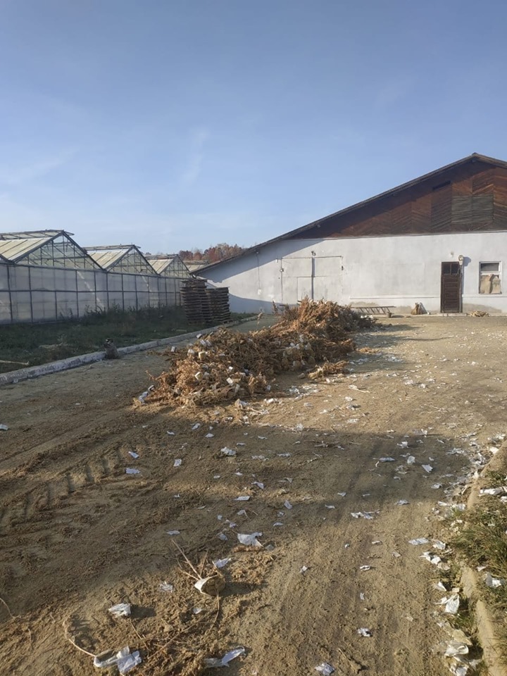 На Косівщині поліцейські знищили рекордну плантацію коноплі, яку виявили минулого місяця 3