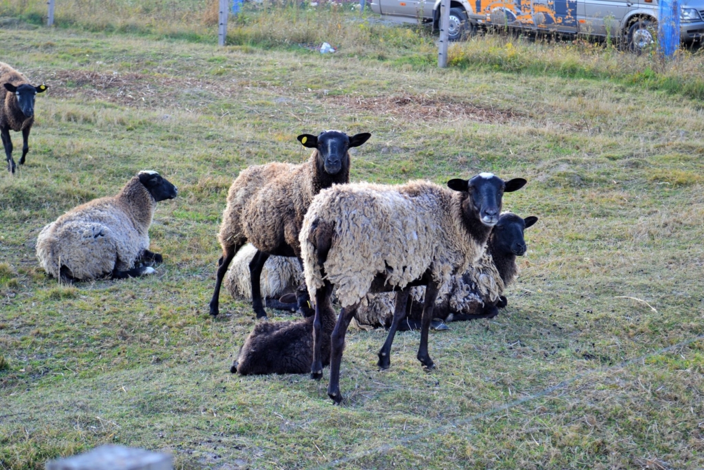На Коломийщині створили овечу ферму – планують запустити сироварню 3