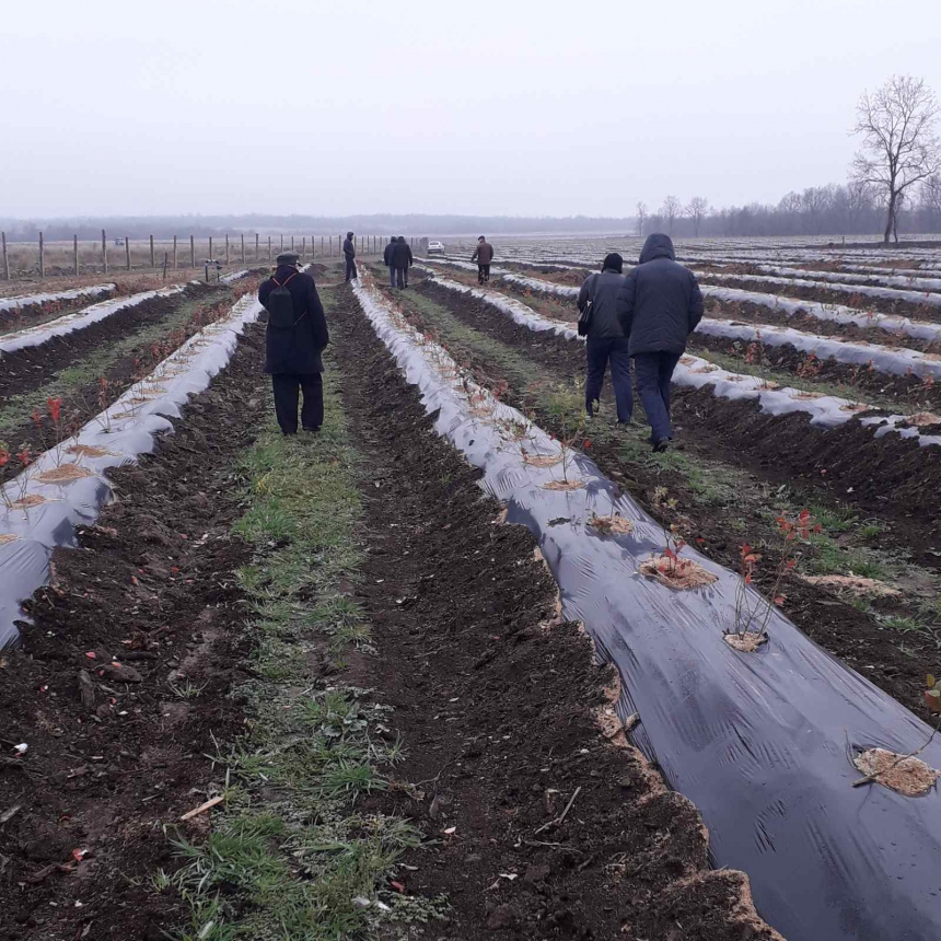 На Франківщині фермерське господарство отримає компенсацію з бюджету за вирощування канадської чорниці 5