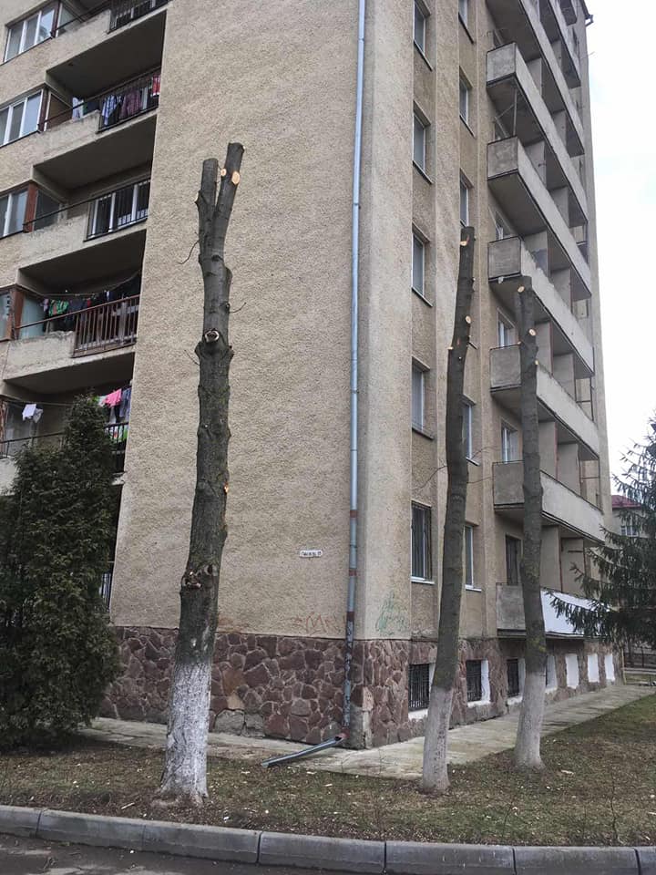 Кронування дерев в Івано-Франківську