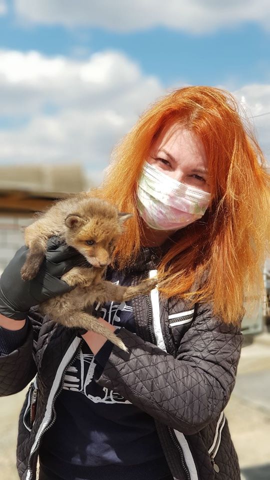 Трьох лисенят передали в Галицький НПП – врятували від притравочної станції 1