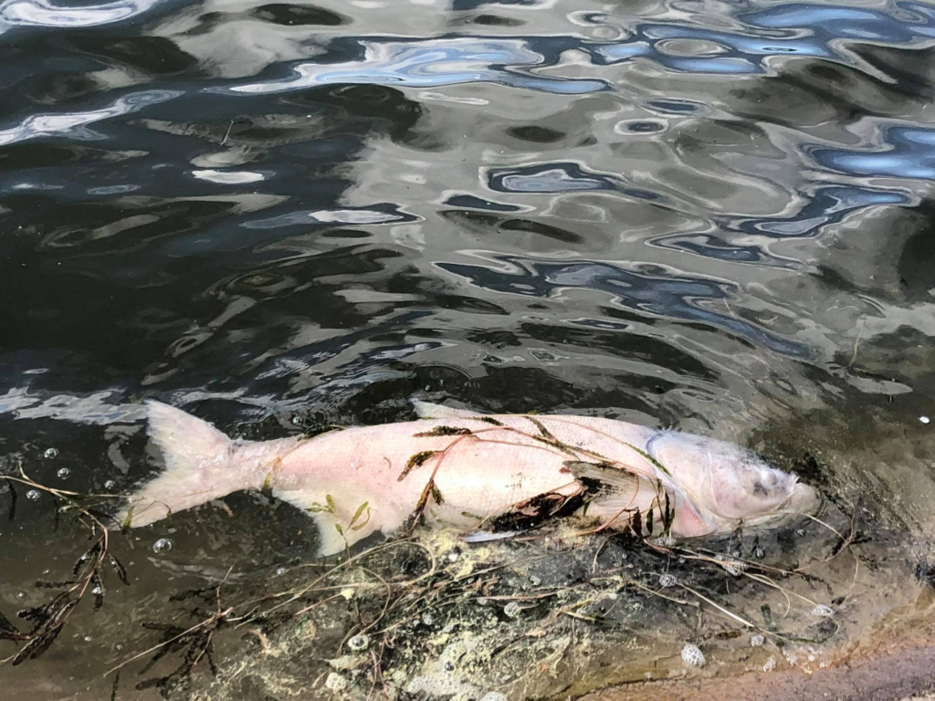 На озері у Франківську гине риба товстолобик