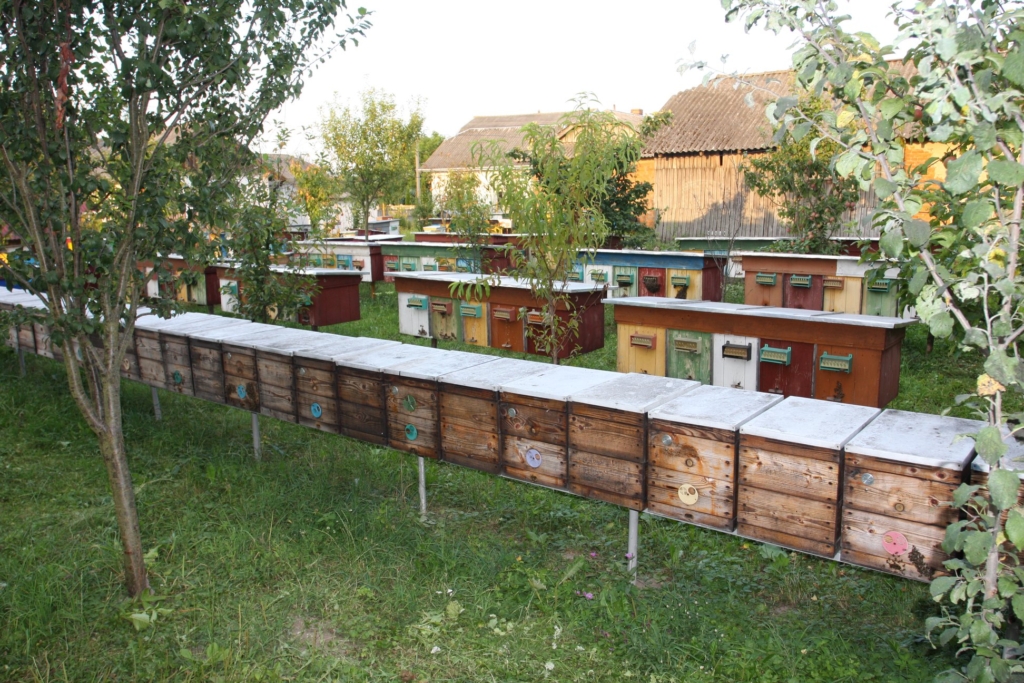 У двох селах на Прикарпатті загинули бджоли - пасічники налаштовані радикально 1