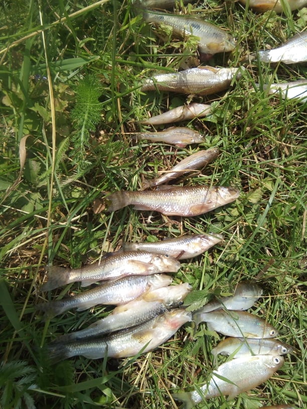 У річці Пічеси загинула риба