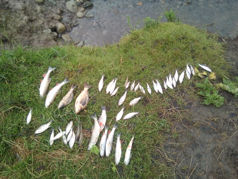 У річці Пічеси загинула риба