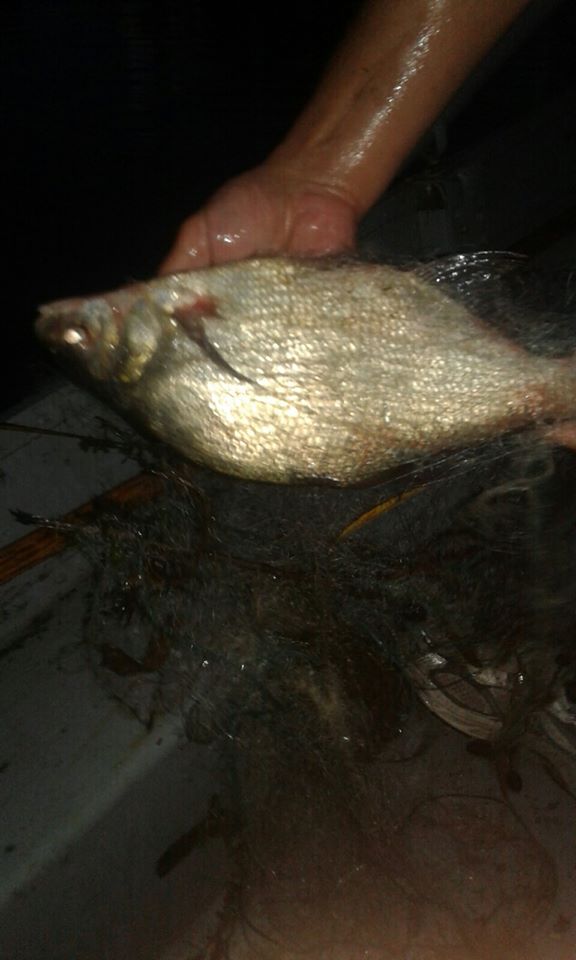 На міському озері Франківська вилучили сітку із пів сотнею риб 1