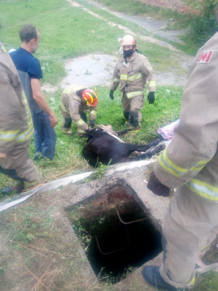 На Прикарпатті рятувальники допомогли витягти корову, яка впала у підвал 1