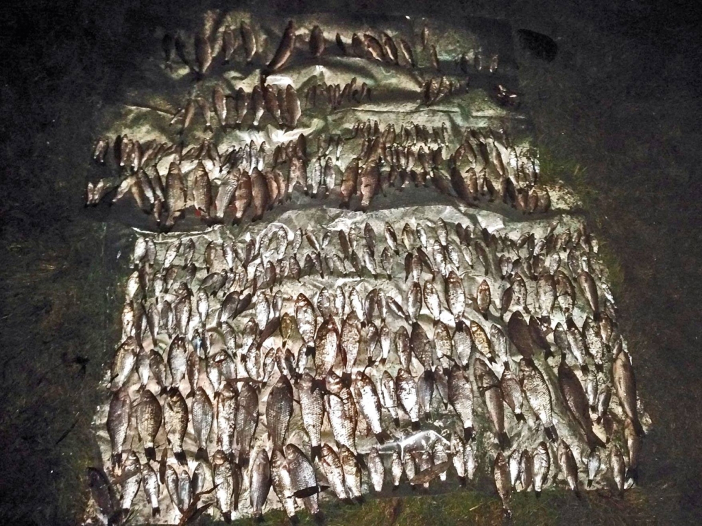 Масова загибель риби сталася у Дністрі на Прикарпатті 3