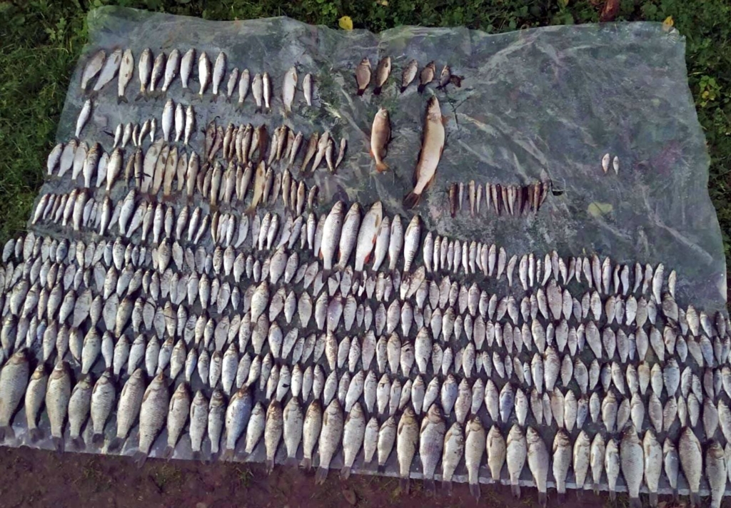 Масова загибель риби сталася у Дністрі на Прикарпатті 2