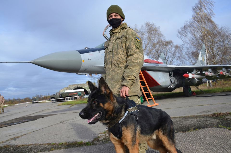 Щенячий патруль: у Франківську військові собаки склали заліки 2