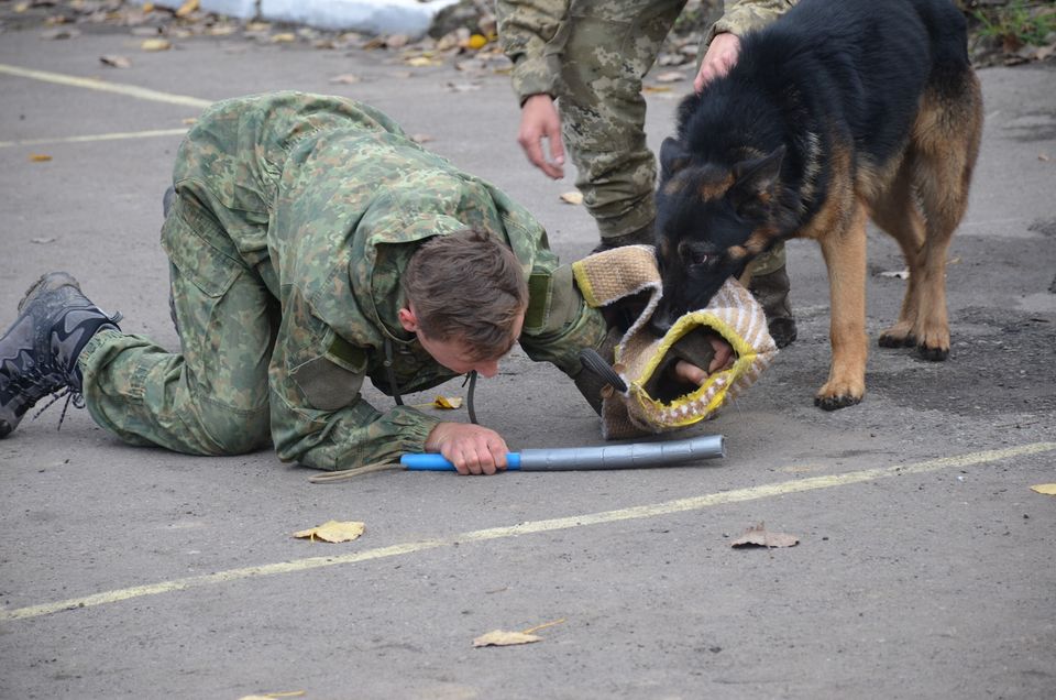 Щенячий патруль: у Франківську військові собаки склали заліки 3