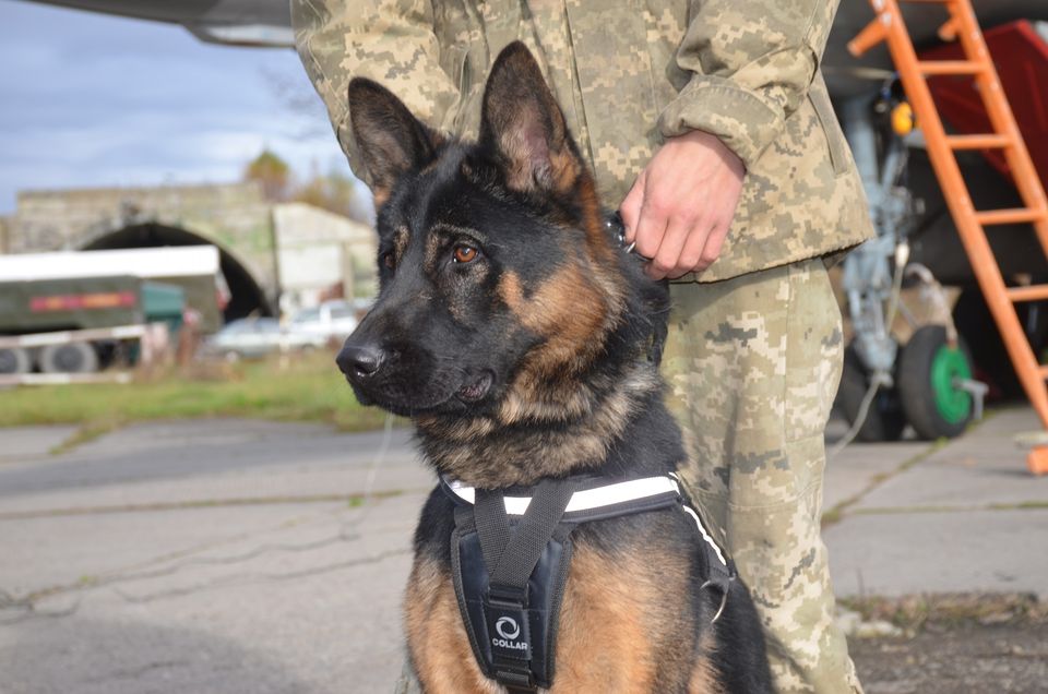 Щенячий патруль: у Франківську військові собаки склали заліки 4