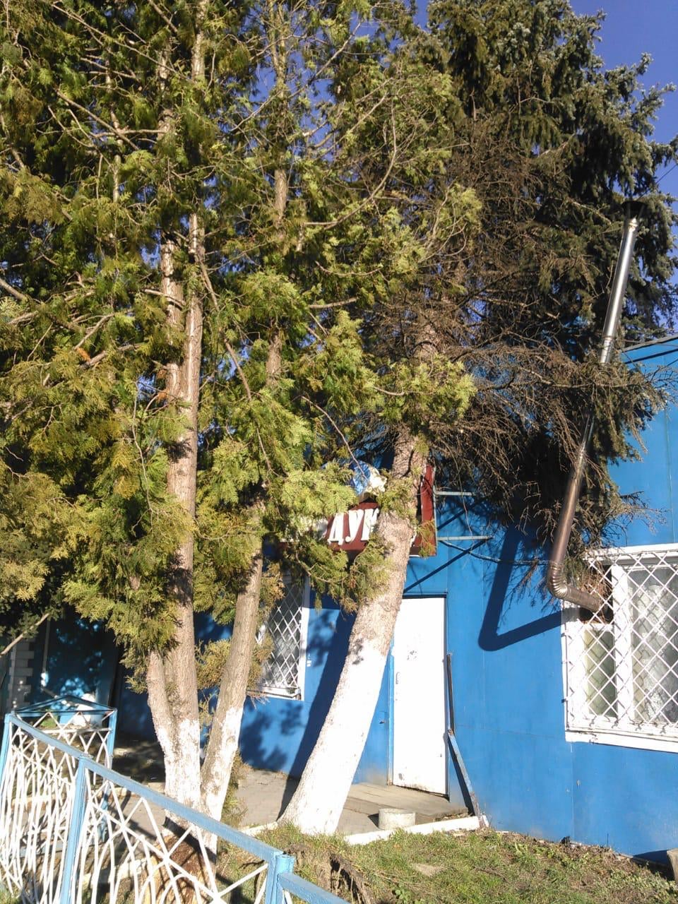 На Прикарпатті вирує негода: вітер повалив дерева на машини, будинки та дороги 1