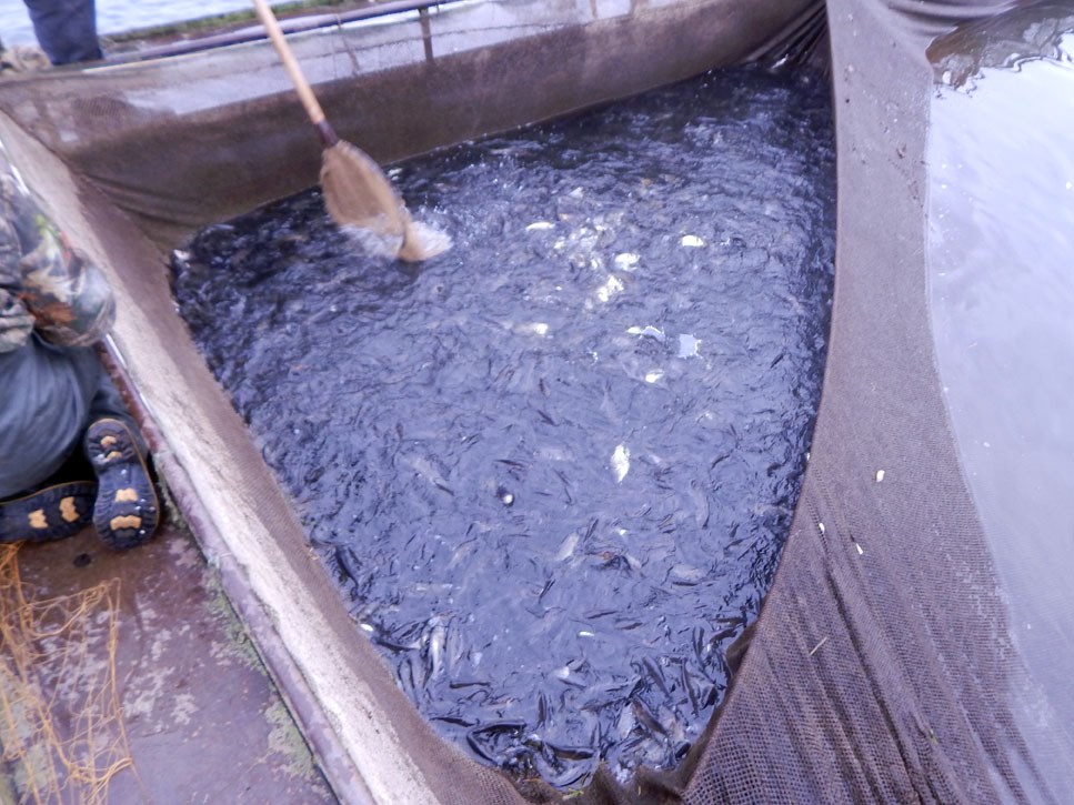 В Бурштинське водосховище запустили 216 тисяч рибин 1