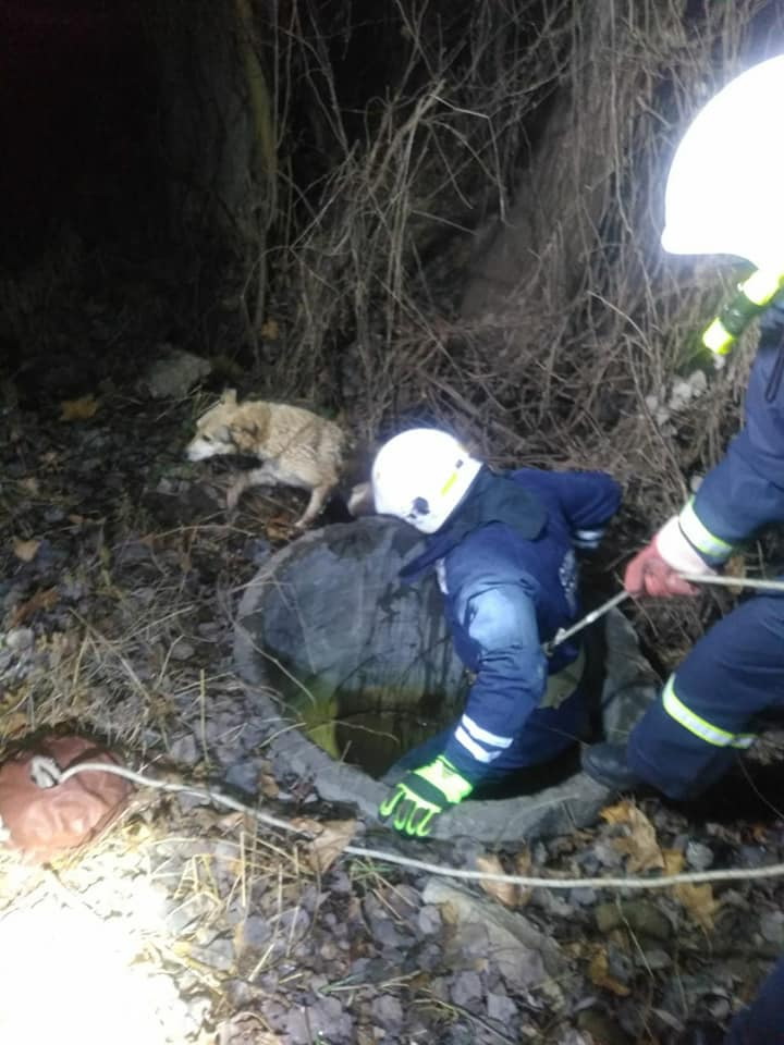 Франківські рятувальники врятували собаку, що впав у колодязь