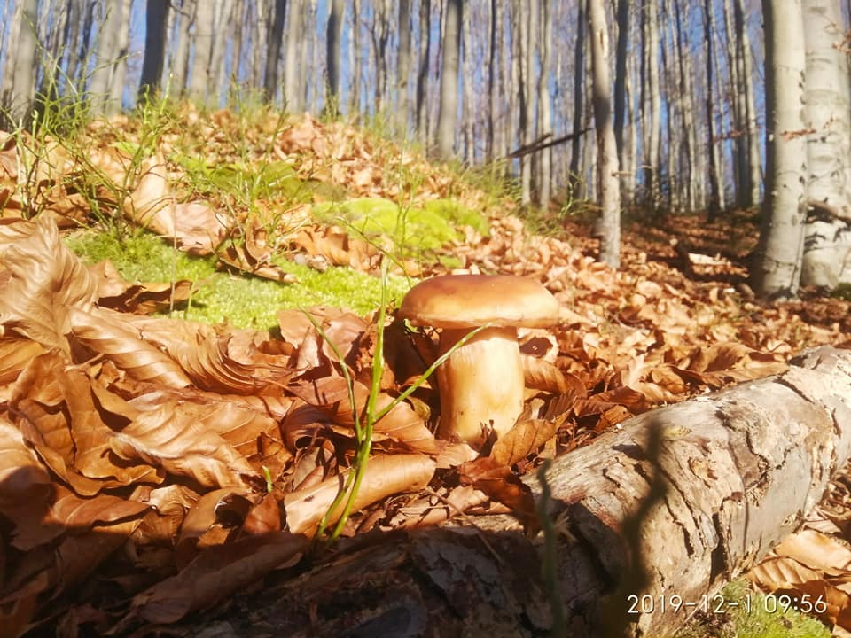 гриби в грудні в карпатських лісах