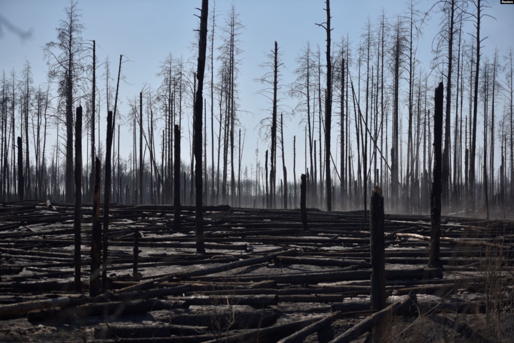 в україні згоріли сотні тисяч гектарів лісу