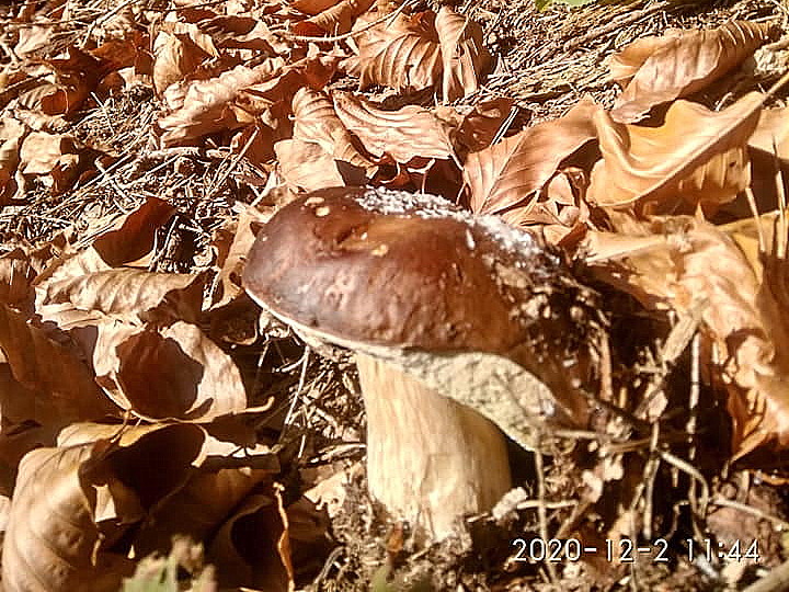 гриби в грудні в Карпатах