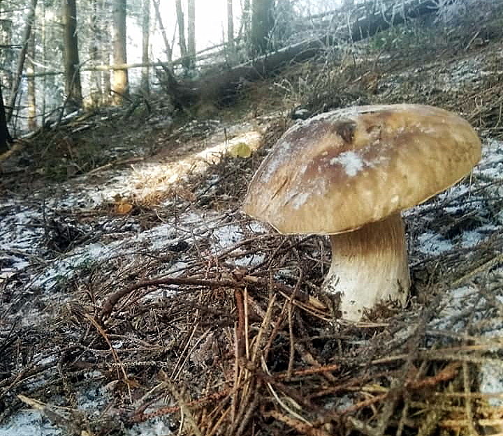 білі гриби зимою в Карпатах