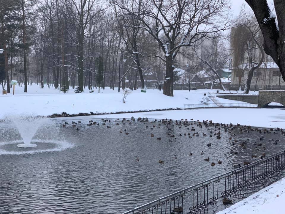Для диких качок у міському парку Франківська залишили працювати аераційний фонтан 1