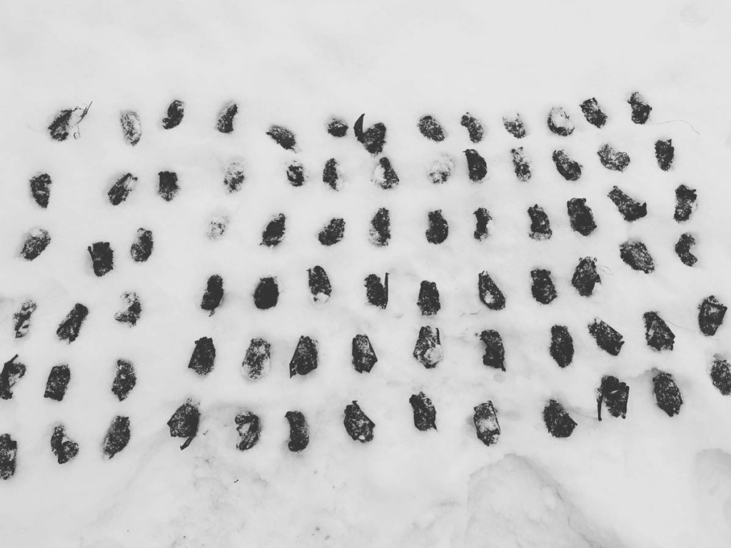 У Франківську викинули на мороз кажанів - десятки тварин загинули 1