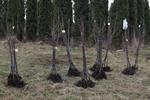 У Крилосі висадили 90 дерев у парафіяльному саду 1