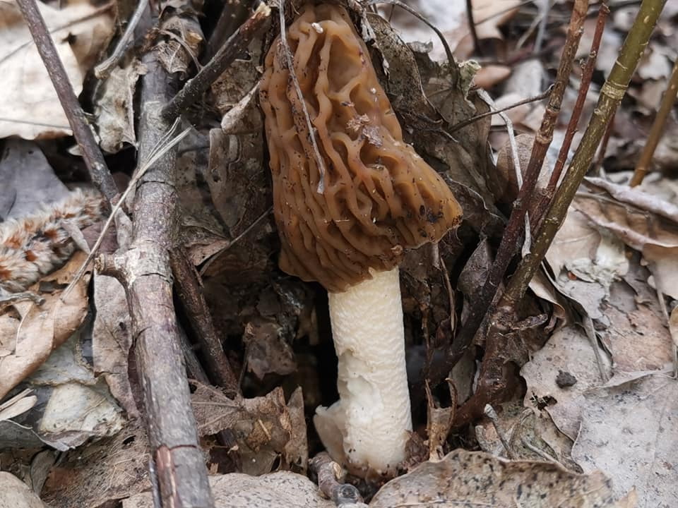 шушеребки - одні з перших весняних грибів Прикарпаття