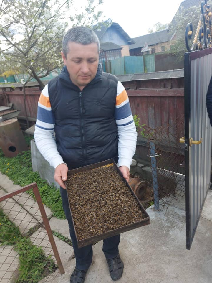 Поліція розслідує масову загибель бджіл у трьох селах Тисмениччини 1
