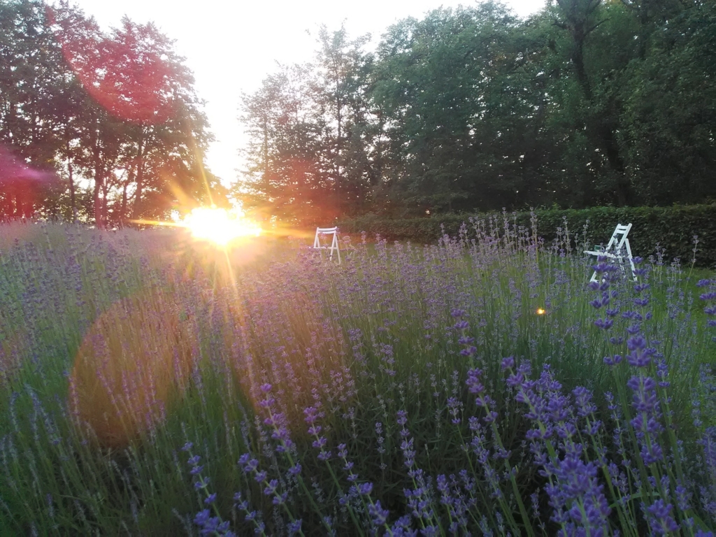 На Коломийщині розквітло лавандове поле - для гостей є ранкові і вечірні фотосесії 4