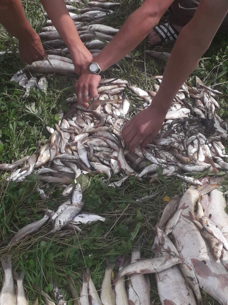 У річці Сівка на Калущині загинула риба 1
