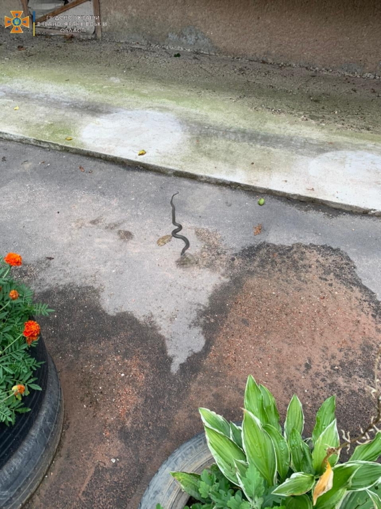 Змія в дворі будинку