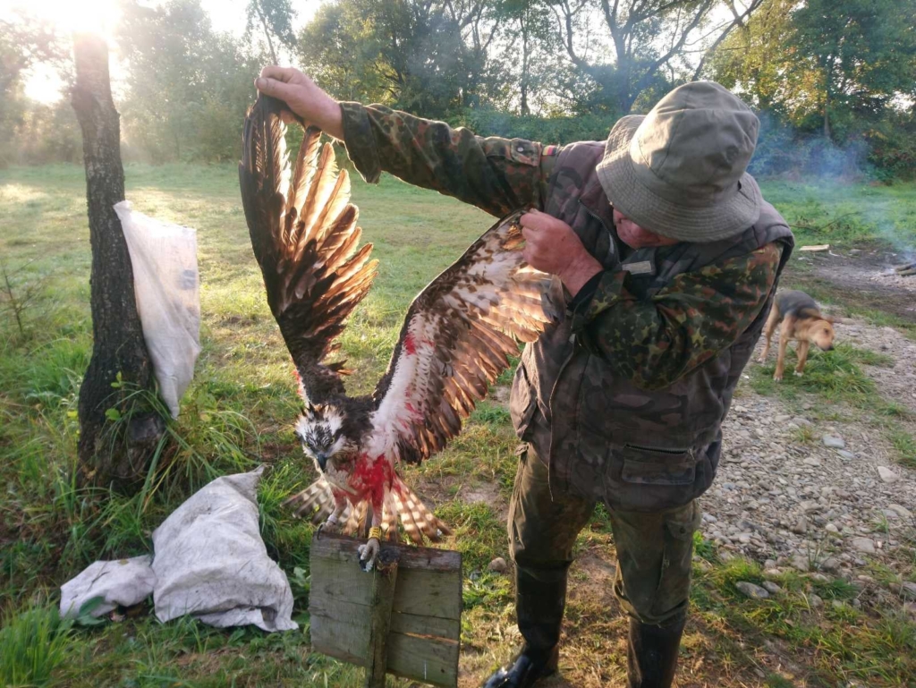 На Прикарпатті вбили рідкісного птаха, окільцьованого у Фінляндії 1