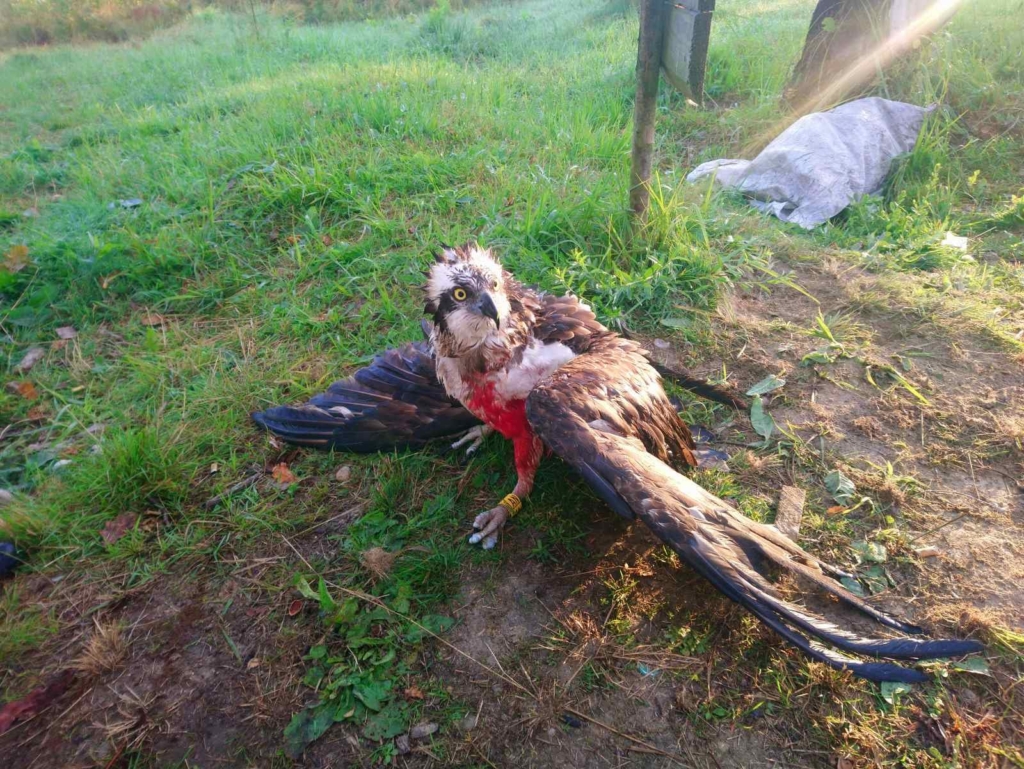 На Прикарпатті вбили рідкісного птаха, окільцьованого у Фінляндії 3