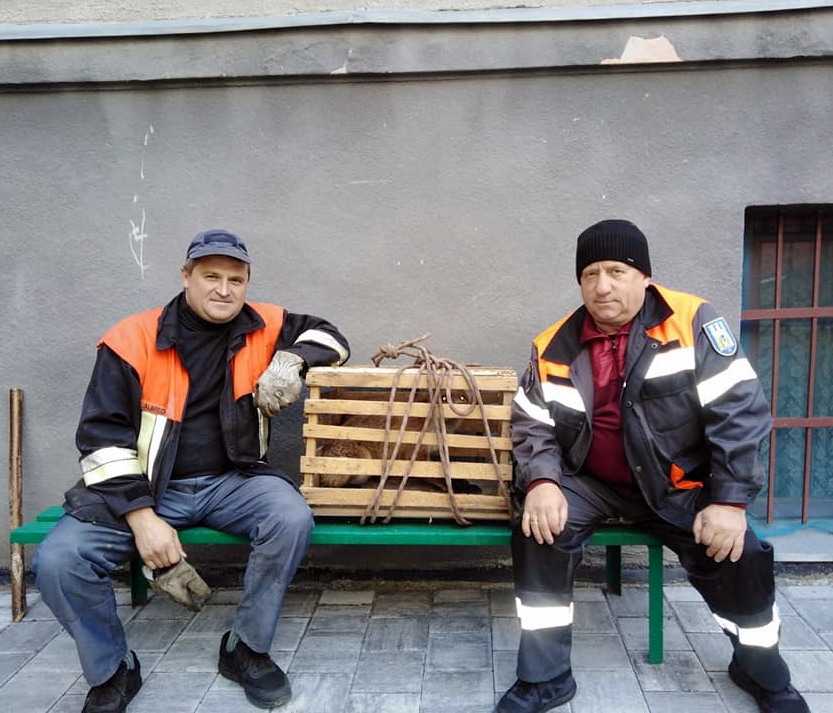 В центрі Івано-Франківська рятувальники спіймали лиса