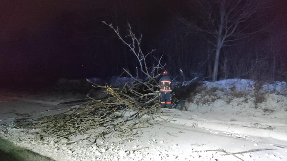 На Коломийщині вітер повалив дерева на автомобілі 1