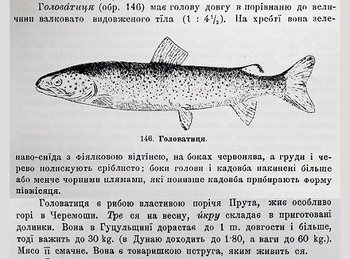 головатиця - вид риби в Черемошах