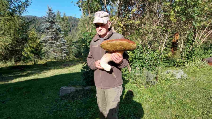 У Карпатах біля Ворохти знайшли білий гриб вагою три кілограми. ФОТО | Курс