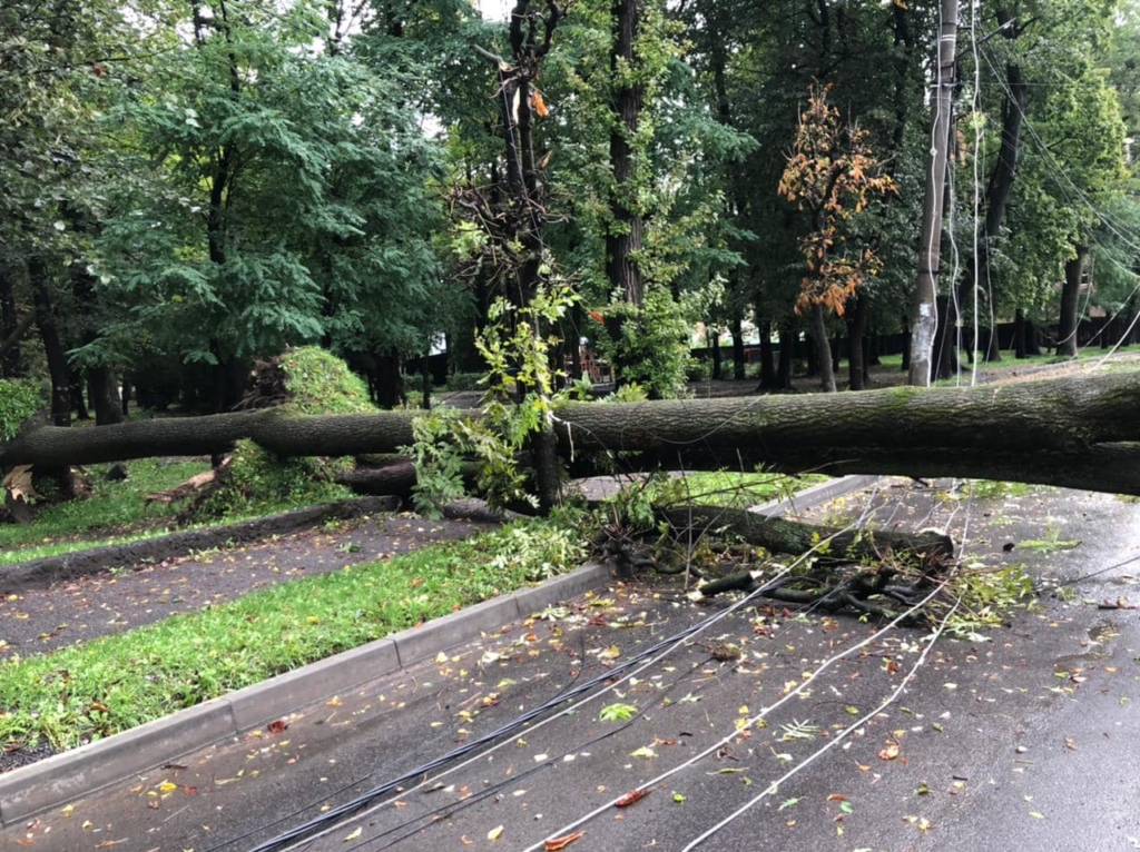 На Прикарпатті рятувальники відкачують воду та прибирають повалені дерева. ФОТО 2