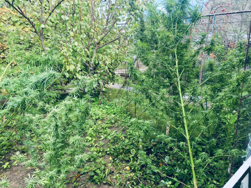 На Косівщині затримали двох наркоторговців, які вирощували марихуану 2